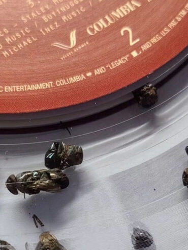 Tote Fliegen im Vinyl