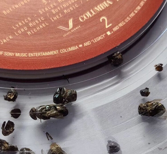 Tote Fliegen im Vinyl