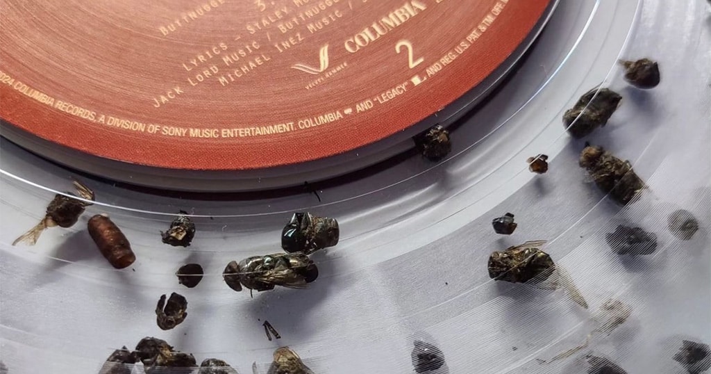 Tote Fliegen im Vinyl