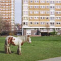 Vinyl des Monats Juli: Westside Cowboy - It Goes On